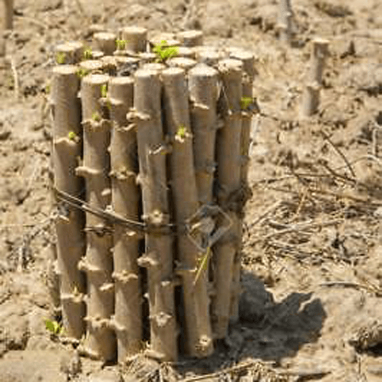 tapioca plant seeds Tapioca Sticks( Planting Materials ) -25 Stick – Food Care INDIA