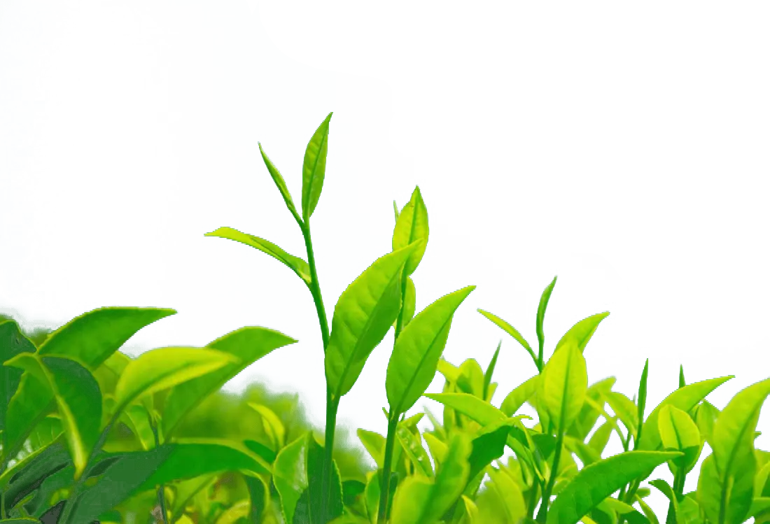 Benefits of Green Tea