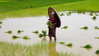 Red Rice yearly Plan - Kerala