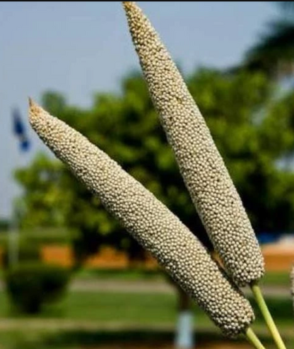 Bajra millet