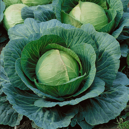 Cabbage seed