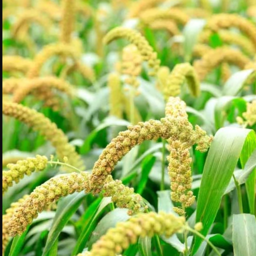 Foxtail millet 1Kg Pack