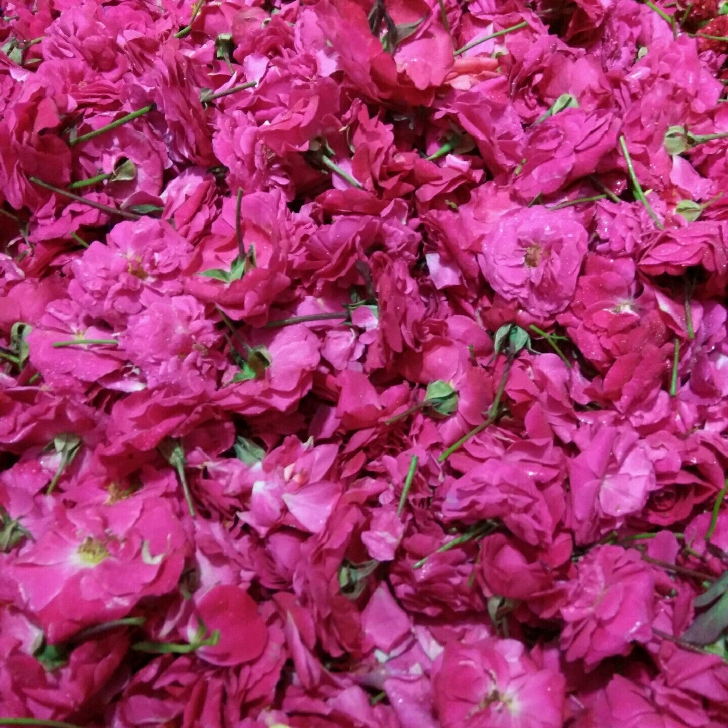 Flowers One Food Care INDIA