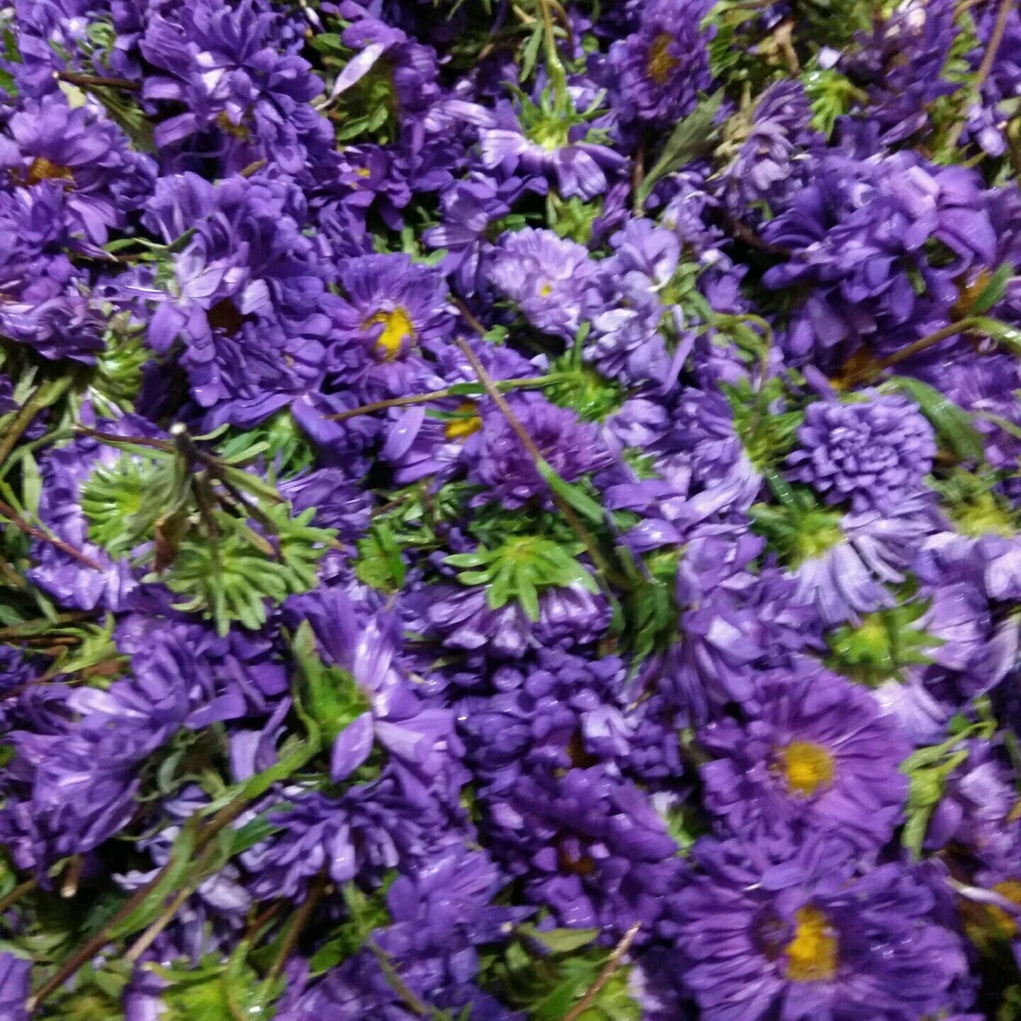 Flowers One Food Care INDIA