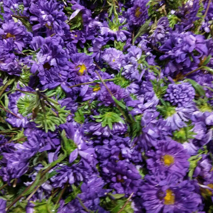 Flowers One Food Care INDIA