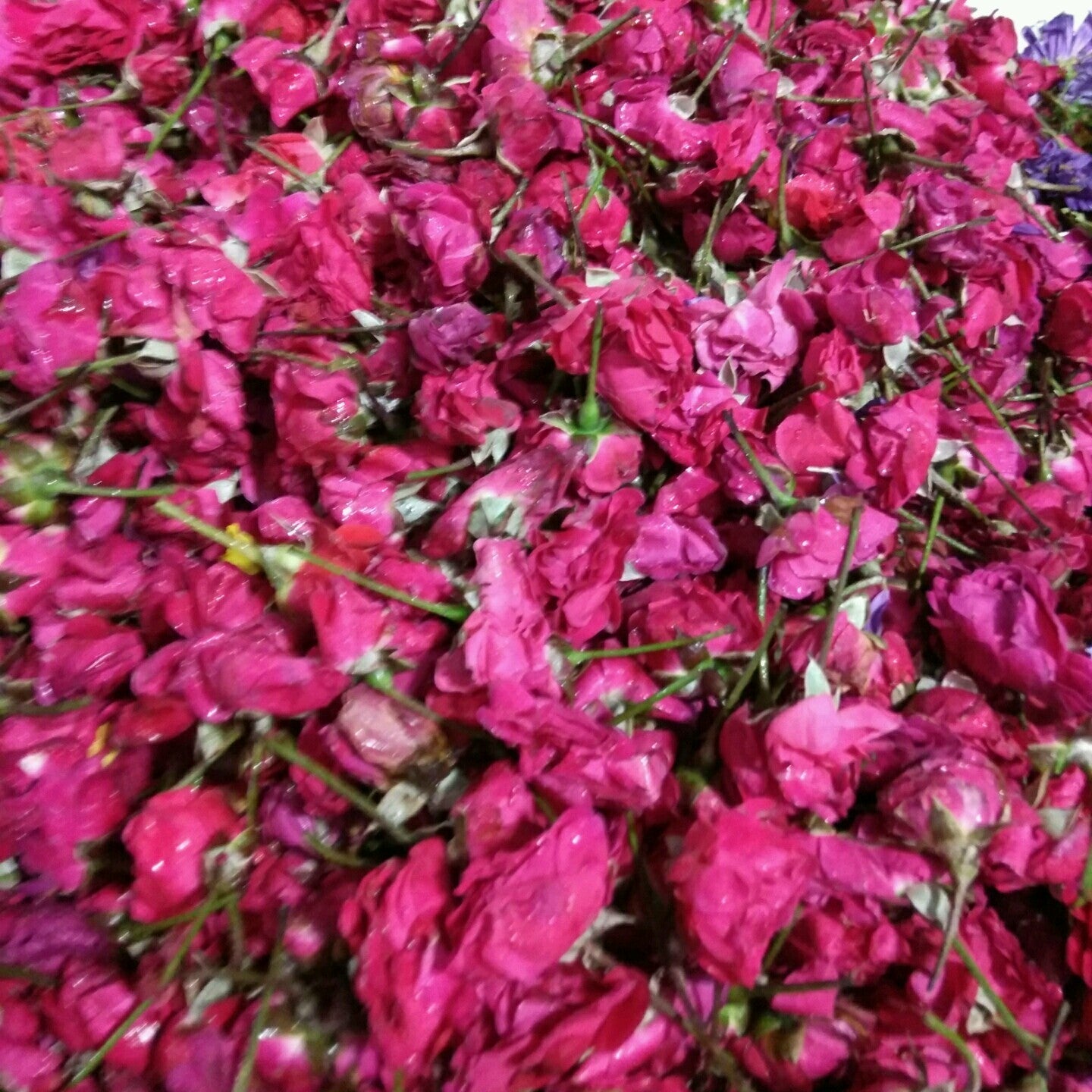 Flowers One Food Care INDIA