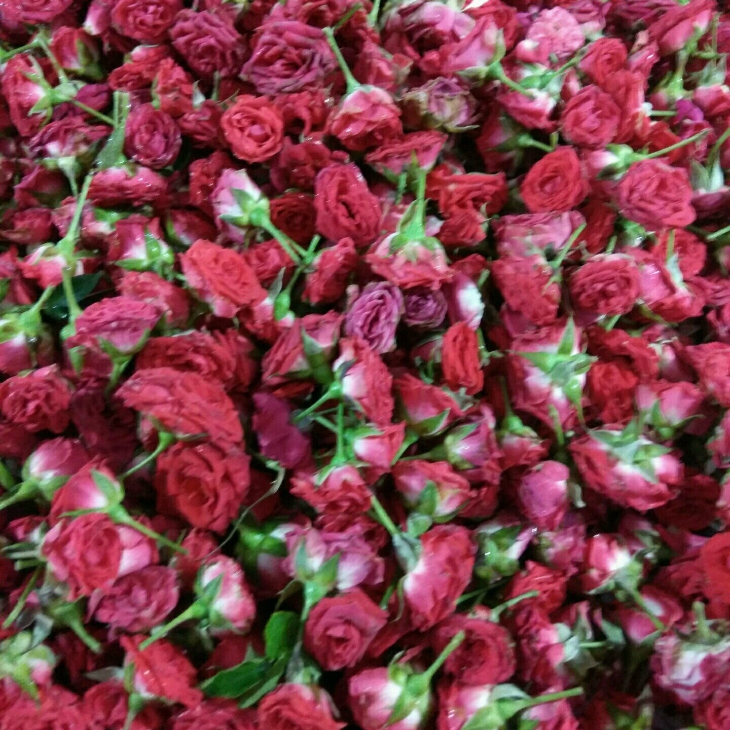 Flowers One Food Care INDIA