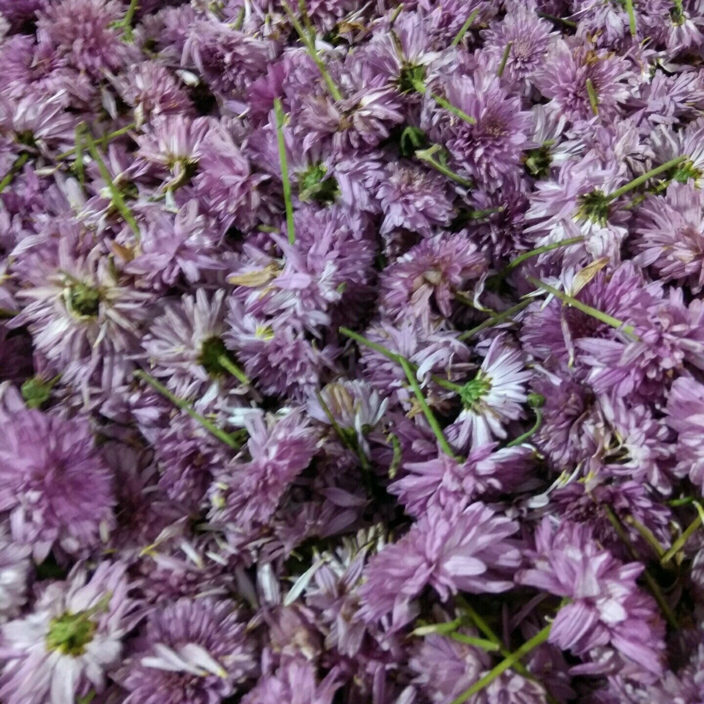 Flowers One Food Care INDIA