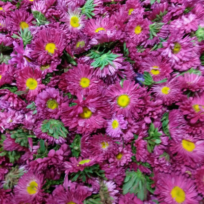 Flowers One Food Care INDIA
