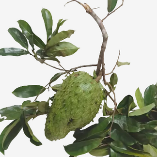 Soursop ,Mullu Seetha Pazham, Mullu Chakka, 4.Kg Pack – Food Care INDIA