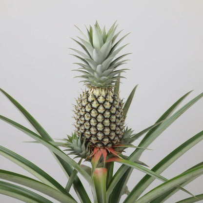 Pineapple Food Care INDIA Market