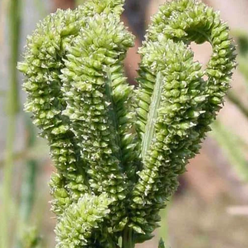  finger Millet