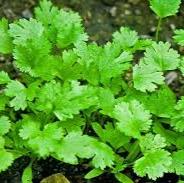 coriander seed