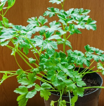 coriander seed