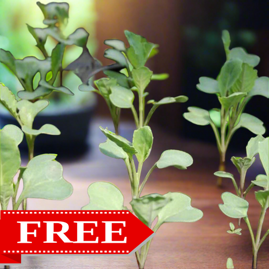 Traditional Seed Pack - Free !!