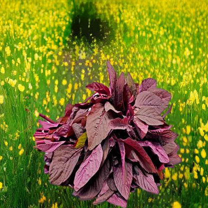 Amaranthus Red seed