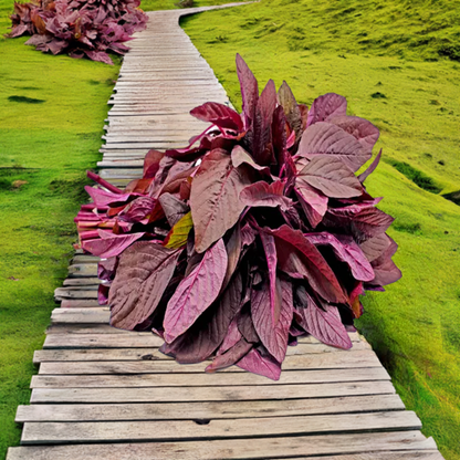 Amaranthus Red seed