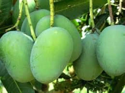 Mango (green)