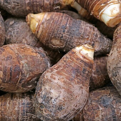 Colocasia or Taro Root Seed (selected)