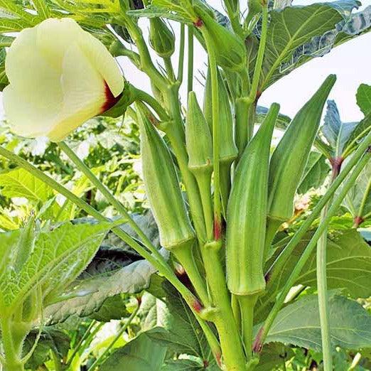 TREE LADIES FINGER SEED – Food Care INDIA