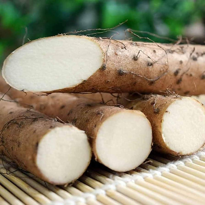 Wild Yam Root