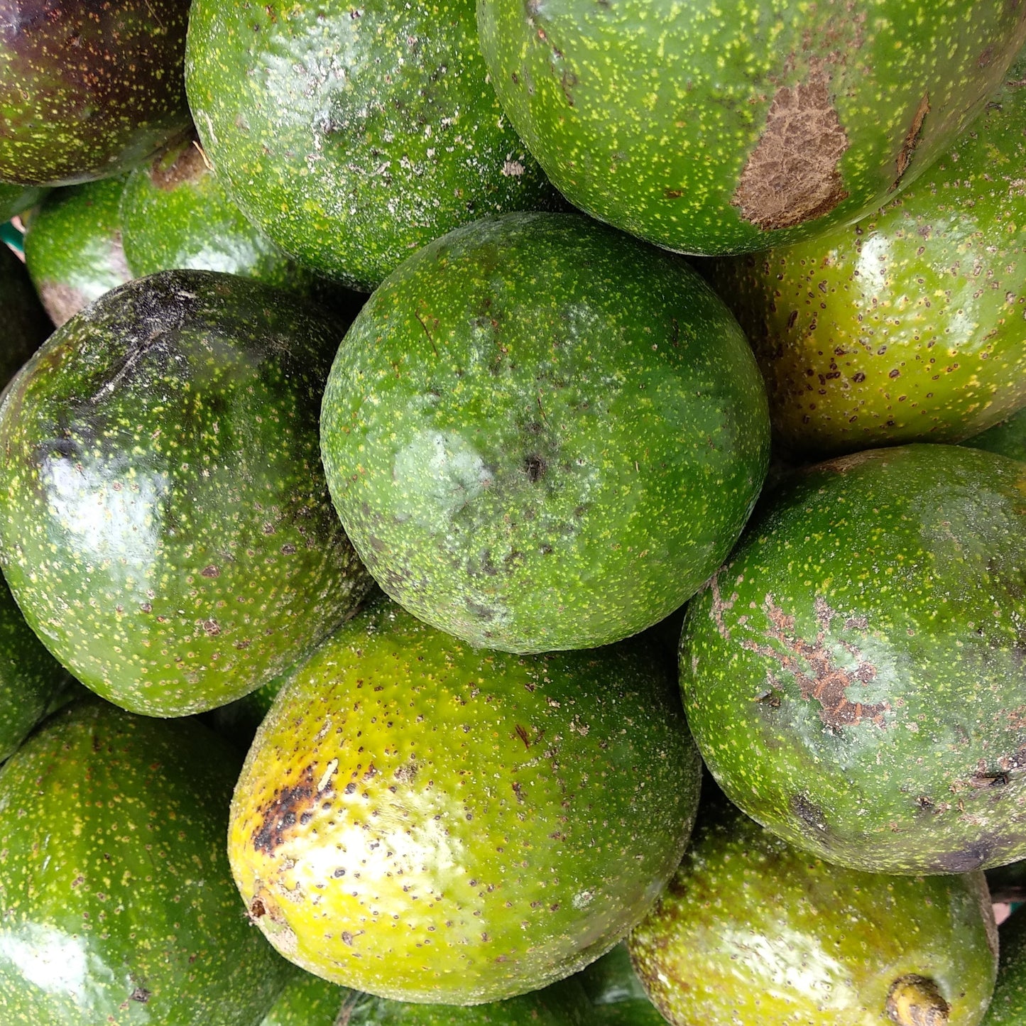 Avocado fruit 1-25 kg Pack - Wayanad - India - Food Care INDIA