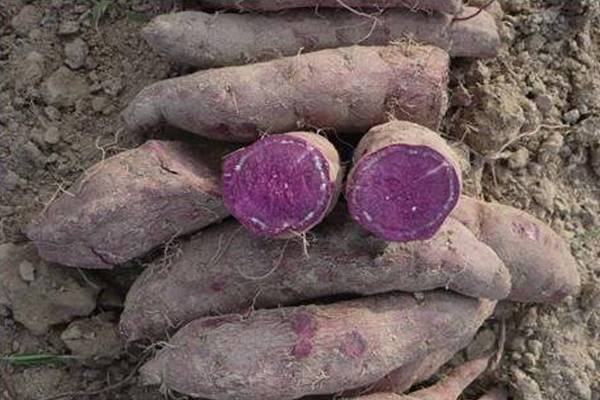 Greater yam ( Kaacchil seeds , selected) - Food Care INDIA