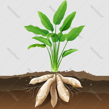 Arrowroot -  seeds (selected)