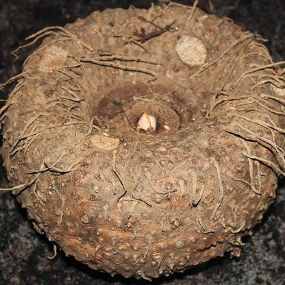 suran plant seeds Foot Yam Seed (selected) 25.kg – Food Care INDIA