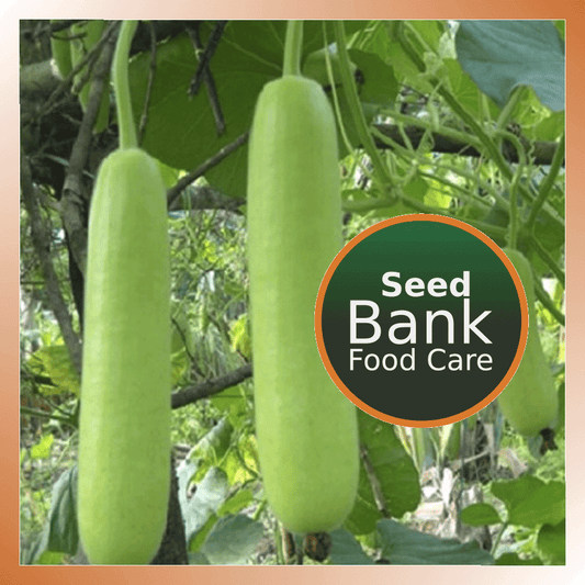 Bottle Gourd Seeds - Food Care INDIA