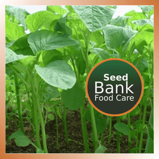 Amaranthus Seeds Green - Food Care INDIA