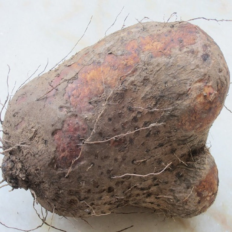 Greater yam ( Kaacchil seeds , selected) - Food Care INDIA