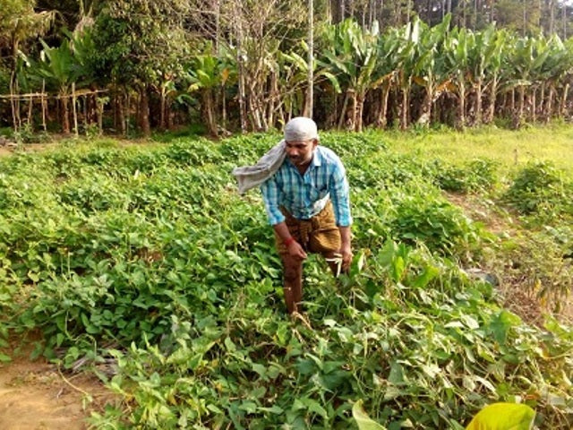 Cowpea ( Kullattada ( Govt.Of Kerala Approved ) Kutti payar Seed - Food Care INDIA