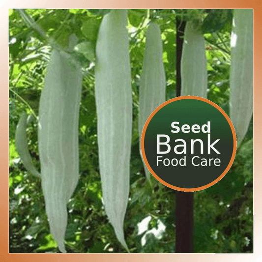 Snake gourd Small Seed Bag - Food Care INDIA
