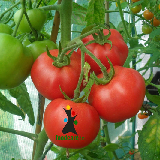 Tomato - Selacted 10Kg Box - Food Care INDIA